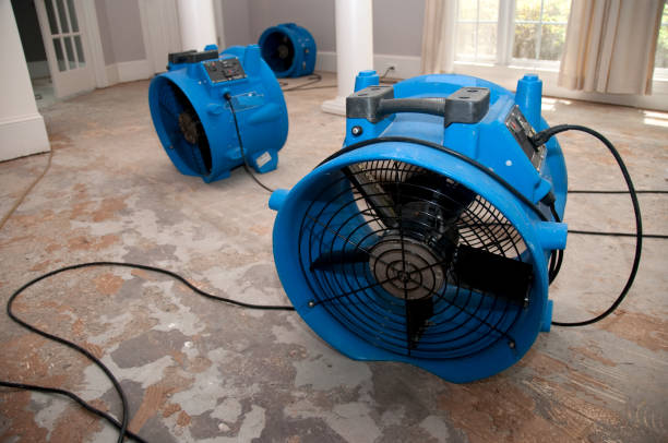 Best Professional water damage repair  in Blackshear, GA